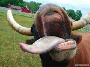 # 91 La Mucca Pazza