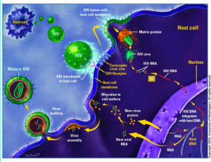 # 95HIV  Il Virus Intelligente