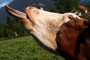 # 113 La pazzia della mucca ed il genio del prione