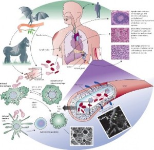 Ebola-Patogenesi