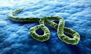 Ebola Virus