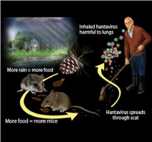 Hantavirus