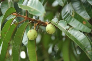 Calophyllum lanigerum