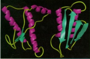 Prion-Protein