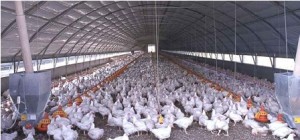 allevamento di polli