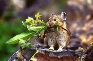 Lemmings