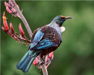 Uccello Nuova Zelanda