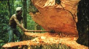 deforestazione