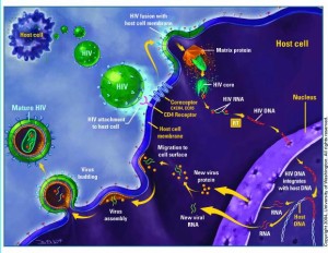 hiv lifecycle