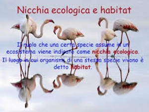 nicchia ecologica