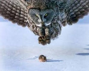 preda e predatore