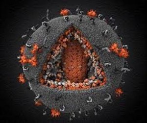 HIV in cellula ospite