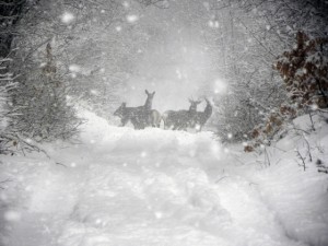 cervi sulla neve