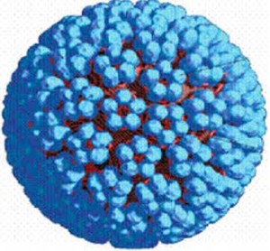 Human Papilloma Virus