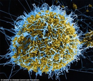 Filamentous Ebola Virus Particles